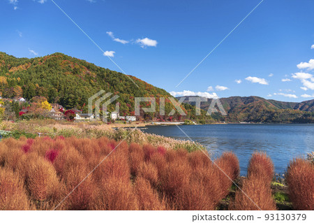 秋天的河口湖大石公園[山梨縣南充區富士河口湖町] 93130379