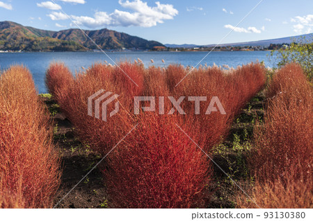 秋天的河口湖大石公園[山梨縣南充區富士河口湖町] 93130380