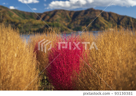 Kochia at Kawaguchiko Oishi Park [Yamanashi Prefecture, Minamitsuru District, Fujikawaguchiko Town] 93130381