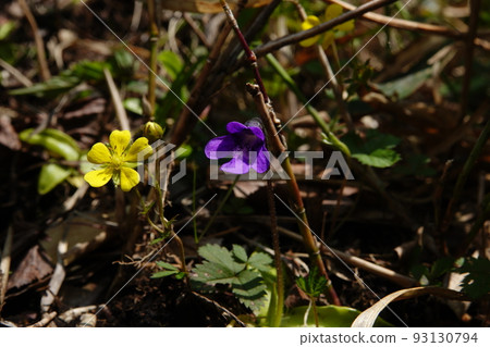 Gunma Prefecture Mushitori violets blooming on Mt. Akagi June 19, 2022 Gunma Prefecture Mushitori violets blooming on Mt. Akagi June 19, 2022 93130794