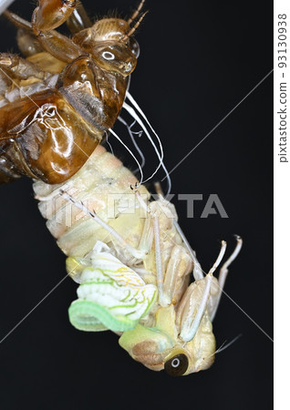 Abra Zemi的出現 93130938