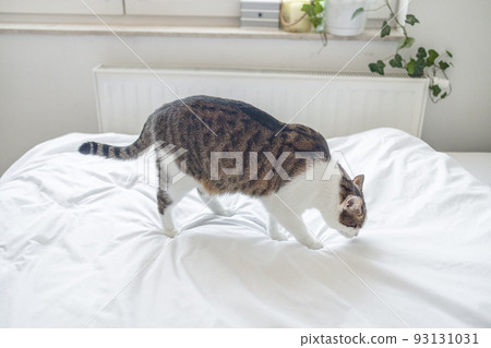 Cute grey white cat on white bed. Cozy home background, morning bedtime. 93131031