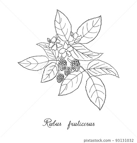 Blackberry, bramble, dewberry. Sketch, lettering in latin 93131032