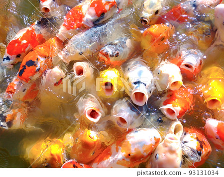 一群錦衣乞食 93131034