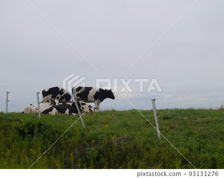 A cow living in a spacious grassland A cow living in a spacious grassland 93131276
