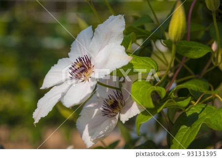 Clematis Clematis 93131395