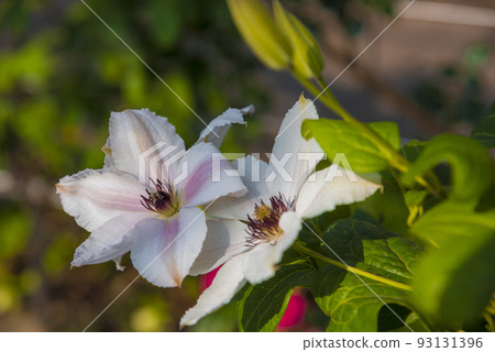 Clematis Clematis 93131396