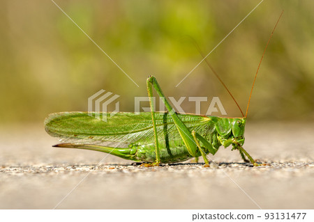 Big green grasshopper on the pavement in the sun Big green grasshopper on the pavement in the sun 93131477