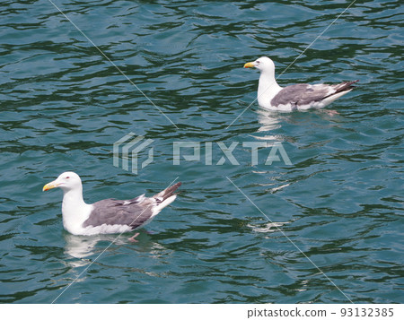 Swimming gull Swimming gull 93132385