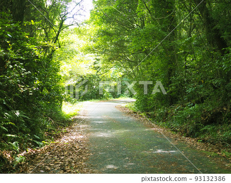 image of road with trees 93132386
