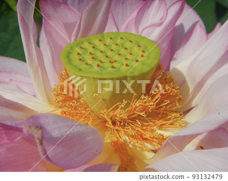 At the park where the lotus blooms in Vietnam 93132479