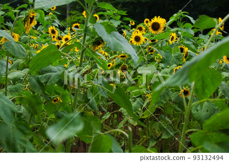 Summer Face Sunflower Sakura City Western Nature Park Sunflower Field 93132494
