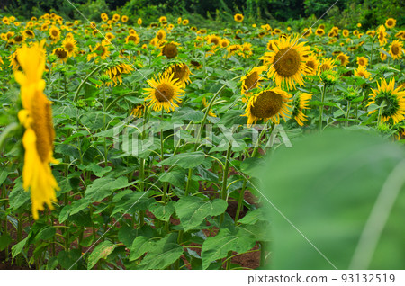Summer Face Sunflower Sakura City Western Nature Park Sunflower Field 93132519