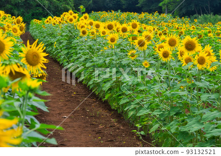 Summer Face Sunflower Sakura City Western Nature Park Sunflower Field Summer Face Sunflower Sakura City Western Nature Park Sunflower Field 93132521