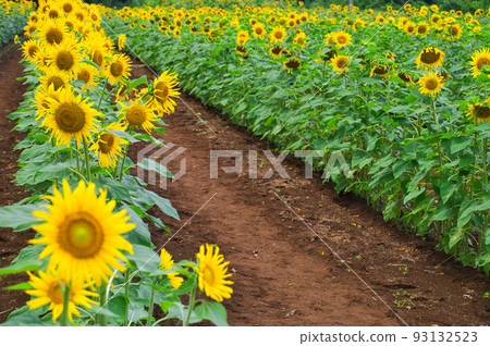 Summer Face Sunflower Sakura City Western Nature Park Sunflower Field 93132523