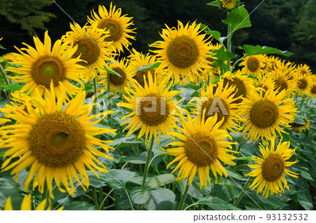 夏天的臉向日葵佐倉市西部自然公園向日葵田 93132532