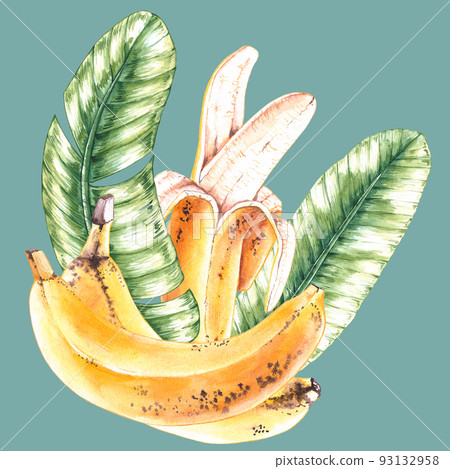 Watercolor composition of bananas and leaves 93132958