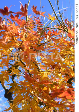 Autumn Leaves: Autumn leaves seen in a residential area, not in a famous place Autumn Leaves: Autumn leaves seen in a residential area, not in a famous place 93133551