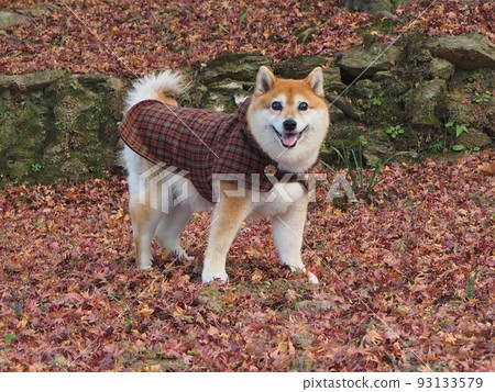 秋季柴犬 秋季柴犬 93133579