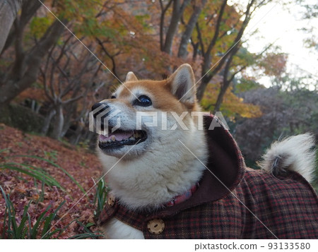 Fall Shiba Inu Fall Shiba Inu 93133580