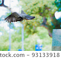 A flighting pigeon A flighting pigeon 93133918