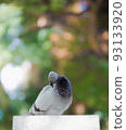 Pigeon resting in the park Pigeon resting in the park 93133920