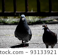 Pigeon front Pigeon front 93133921