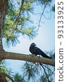 pine tree and crow pine tree and crow 93133925