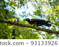 A crow asking what is going on A crow asking what is going on 93133926