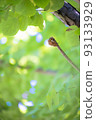 Summer feature / cicada shell Summer feature / cicada shell 93133929