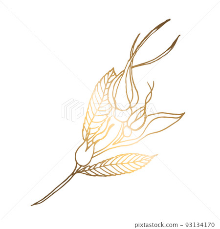 Rose flower and leaves pattern. Vector hand drawn golden flower with bud. Botanical rose, branch and berry Great for cards, tattoo, invitations, decor Rose flower and leaves pattern. Vector hand drawn golden flower with bud. Botanical rose, branch and berry Great for cards, tattoo, invitations, decor 93134170