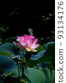 Lotus flowers and leaves Lotus flowers and leaves 93134176