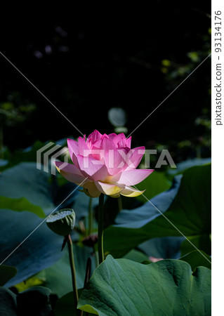 Lotus flowers and leaves Lotus flowers and leaves 93134176