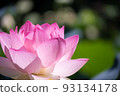 Lotus flower Lotus flower 93134178