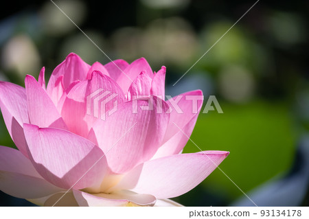 Lotus flower Lotus flower 93134178