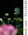 lotus flower/flower lotus flower/flower 93134180