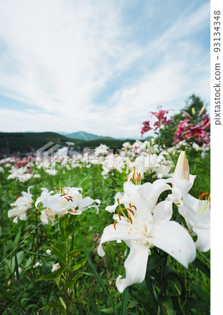 blue sky and lily flower blue sky and lily flower 93134348