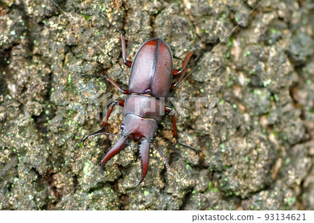 鍬形蟲(小齒型) 鍬形蟲(小齒型) 93134621