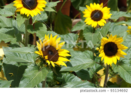 SELANGOR, MALAYSIA -AUGUST 2, 2021: Medium-sized sunflowers bloom in the garden. Grows in tropical climates. A sunflower has a lifespan of several days. 93134692
