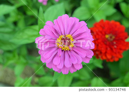 Zinnia blooming in the flower bed of Nojiri Kogen Zinnia blooming in the flower bed of Nojiri Kogen 93134746