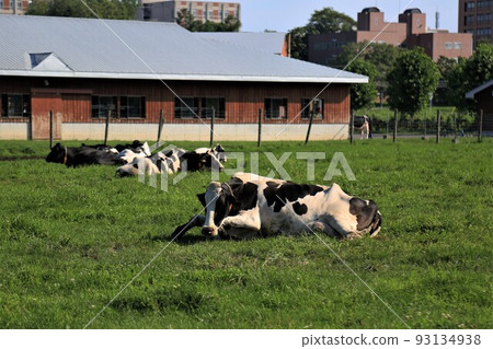 牧場景觀-荷斯坦奶牛 牧場景觀-荷斯坦奶牛 93134938