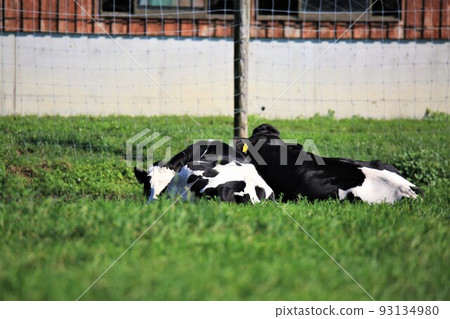 牧場景觀-荷斯坦奶牛 93134980