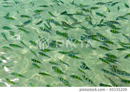 普吉島的皮皮島 93135209