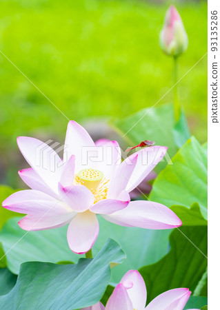 Scarlet dragonfly perched on Oga lotus 93135286