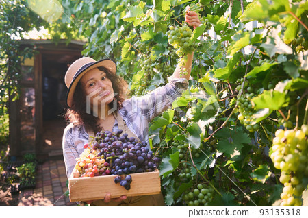 Charming brunette woman vintner, winemaker, viticulturist carrying an eco wooden box and picking ripe and juicy green grapes in a vineyard in the countryside. Concept of growing grapes. Viticulture 93135318
