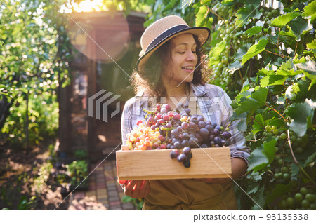 Beautiful sunbeams falling on the vineyards at dawn , while a delightful smiling and happy woman, successful viticulturist, amateur winemaker, eco farmer harvesting ripe grapes into a wooden crate 93135338