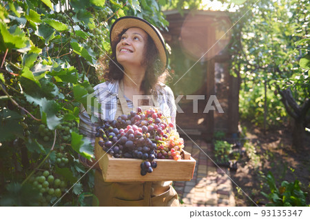 African American beautiful woman, viticulturist and amateur winemaker, inspecting vines with ripening grapes while carrying a wooden crate with freshly harvested crop of organic grapes in vineyards 93135347