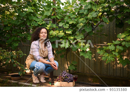 Portrait. Inspired, beautiful woman, viticulturist, vine grower looking at camera while sitting near rows of vineyard and a wooden box with harvested crop of grapes in the backyard of summer cottage 93135380