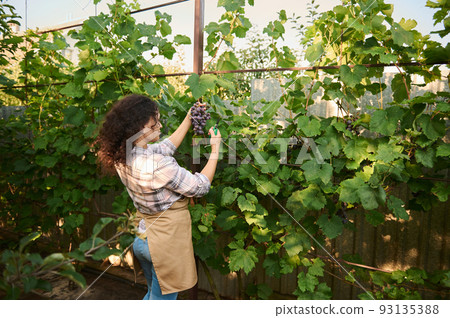 Rear view of a dark-haired woman, vintner standing in rows of vineyard and gathering fresh bunch of purple grapes. Cultivating organic fruits in orchards for sales in farmer's market. Agribusiness 93135388