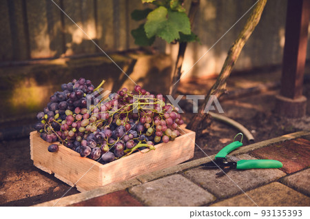 Still life with a wooden crate full of harvested purple grapes and garden shears lying on the ground next to the vineyards 93135393